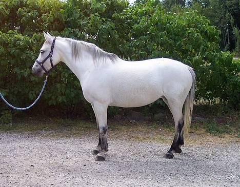 Connemara Stjernhøjs Tiggy C 925 - Tiggy er lige blevet vasket, så der skulle lige tages et billede. billede 4