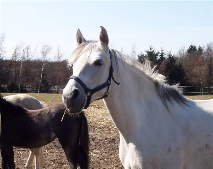 Connemara Stjernhøjs Tiggy C 925 - Smukt hoved, ”ja lige der fra den profil der er jeg smuk” billede 5