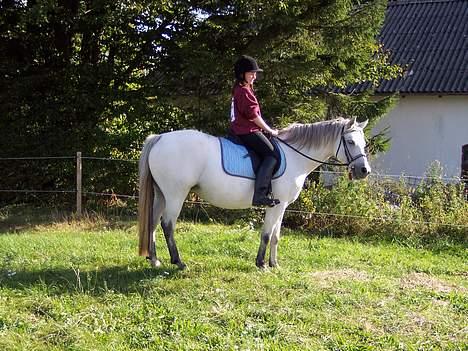 Connemara Stjernhøjs Tiggy C 925 - ”Hvad Katrine kommer du snart og springer????” billede 7