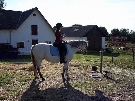 Connemara Stjernhøjs Tiggy C 925 - ”Hvad pokker sider hun nu og peger på, jeg kan ikke se noget, hvad er det???” billede 8