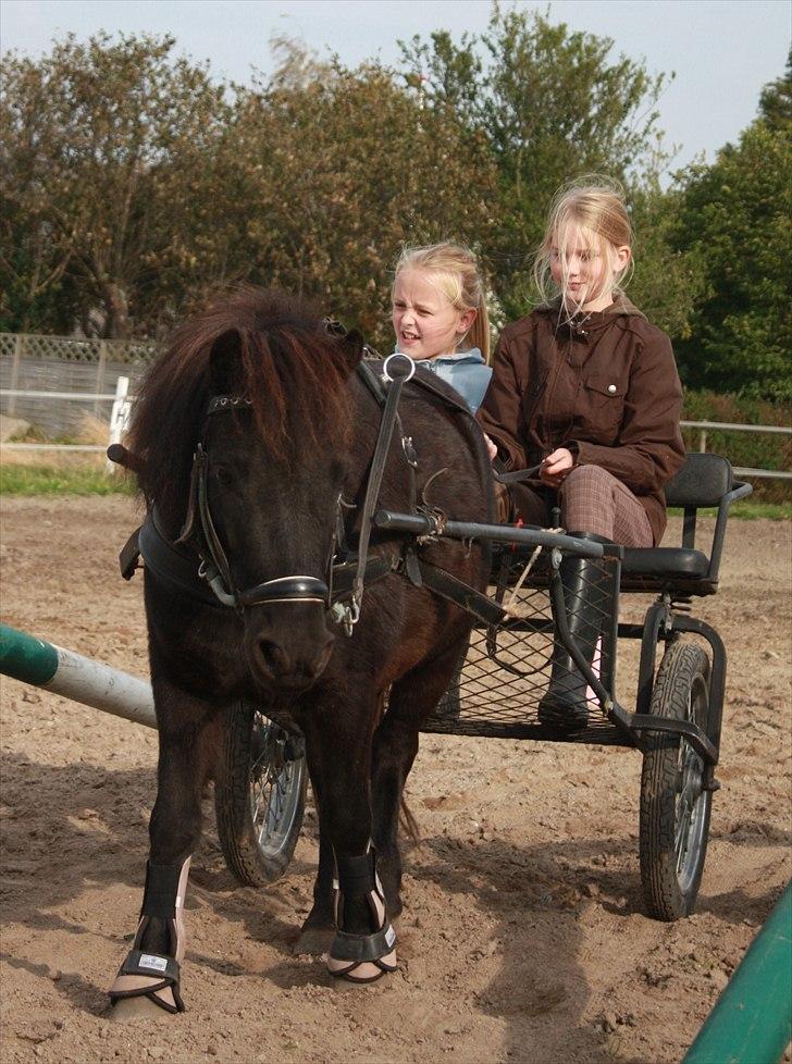 Shetlænder | kærholms  Fie «3  - Man glemmer aldrig de første føl man ser kommer til verden, især ikke det man selv har avlet. Fie du er noget helt unikt <3  billede 2