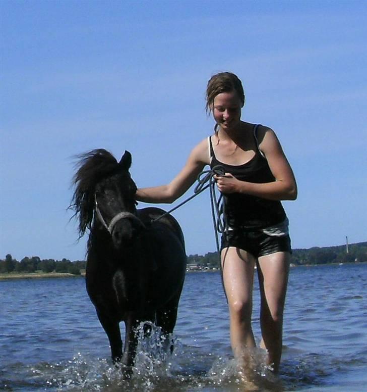 Shetlænder | kærholms  Fie «3  - min dejlig lille prinsesse :P ;) billede 3