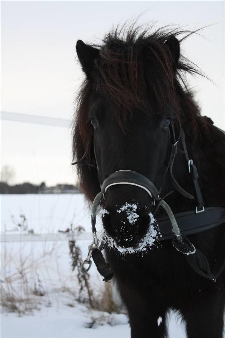 Shetlænder | kærholms  Fie «3  - prinsessen <3  billede 5