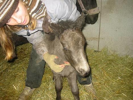 Shetlænder | kærholms  Fie «3  - Mig & Min Fie ( 2 mån) billede 7