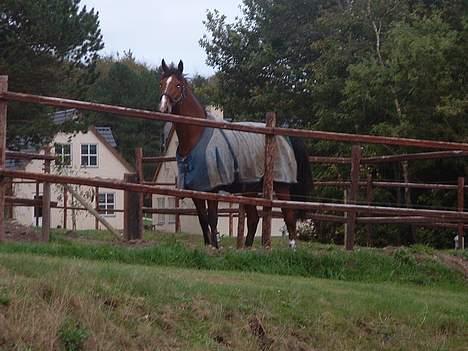 Dansk Varmblod leopold billede 5