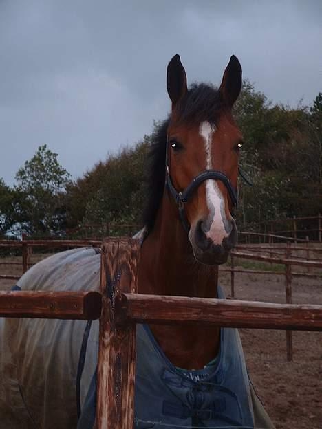 Dansk Varmblod leopold billede 6