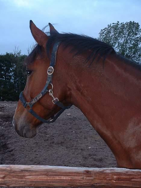 Dansk Varmblod leopold billede 7