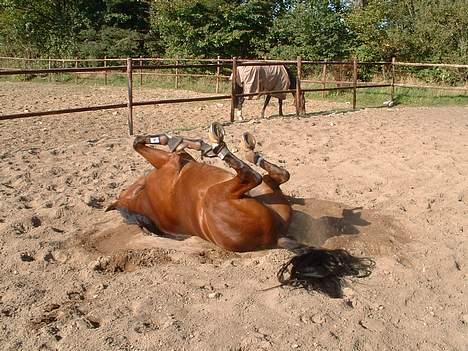 Dansk Varmblod leopold billede 8