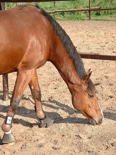 Dansk Varmblod leopold billede 9