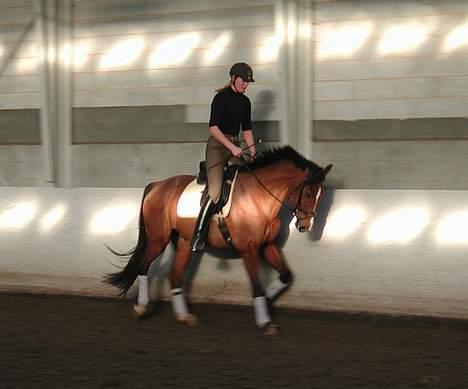 Dansk Varmblod leopold billede 10