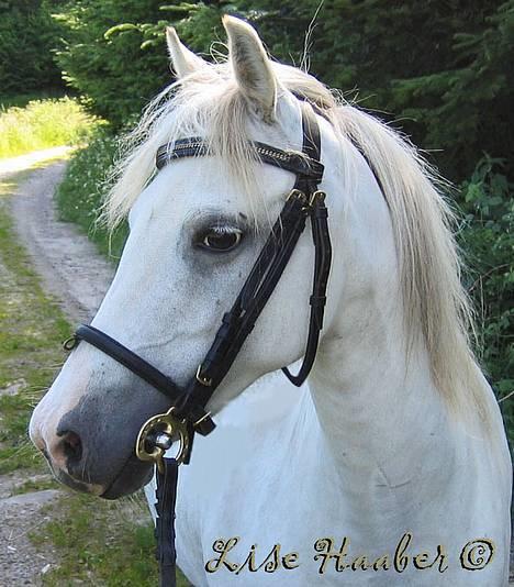 Welsh Pony (sec B) Korreborg's Gazella død - Zella, den dag hun blev solgt, sommer 2005 billede 1