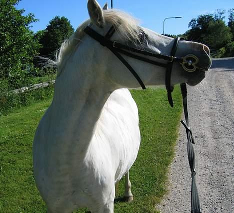 Welsh Pony (sec B) Korreborg's Gazella død - sommer 2005 billede 2