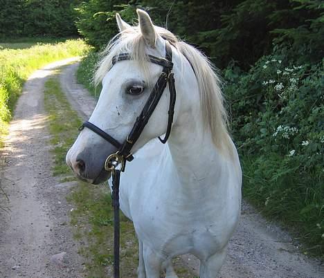 Welsh Pony (sec B) Korreborg's Gazella død - sommer 2005 billede 3
