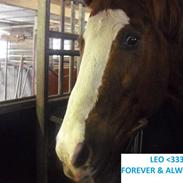 Quarter Mr. Leo Snuggle