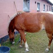 Anden særlig race Nitouche (xx-part)