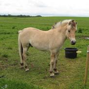 Fjordhest Joakim