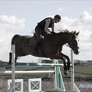 Dansk Varmblod Lexus(Lex)