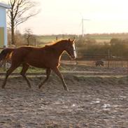 Dansk Varmblod Lexus(Lex)