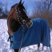 Anden særlig race Princess RIP