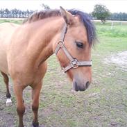 Anden særlig race Abby