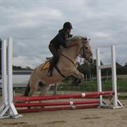 Fjordhest Sirocco l SpringPonyen!<3