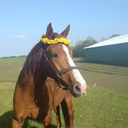 Anden særlig race Rosa