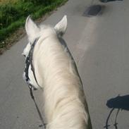 Anden særlig race Ricko <3