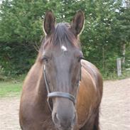 Anden særlig race Jasmin