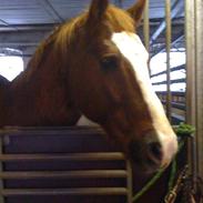 Quarter Mr. Leo Snuggle