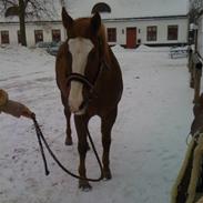 Quarter Mr. Leo Snuggle