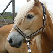 Haflinger Fritz  ( Smukkeste himmelpony<3 )