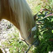 Haflinger Fritz  ( Smukkeste himmelpony<3 )