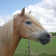 Haflinger Fritz  ( Smukkeste himmelpony<3 )