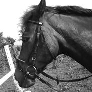 New Forest Bakkegårdens Isabella