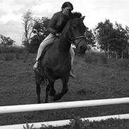 New Forest Bakkegårdens Isabella