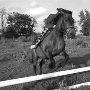 New Forest Bakkegårdens Isabella