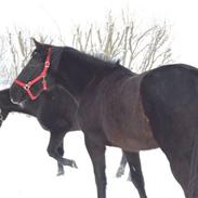 Oldenborg Osandt hjortelund