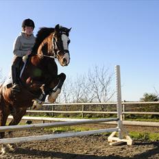 Welsh Cob (sec D) | Rytterbjergets Nico - Lukas 