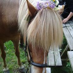Islænder Björk Fra Porsmosen 