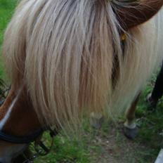 Islænder Björk Fra Porsmosen 