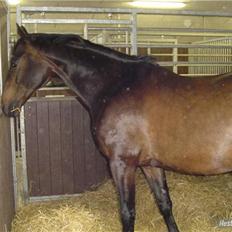 Dansk Varmblod Patou`s Speedy