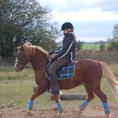 Welsh Pony af Cob-type (sec C) Jacki