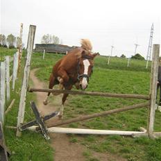 Welsh Pony af Cob-type (sec C) Jacki