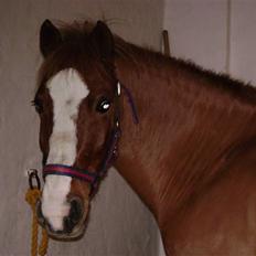Welsh Pony af Cob-type (sec C) Jacki