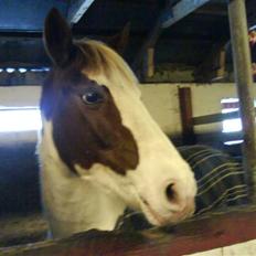 Anden særlig race Canupa