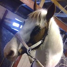 Anden særlig race Canupa