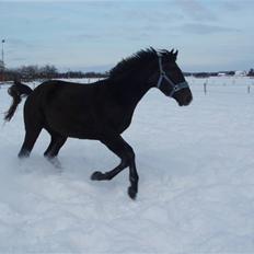 Holstener Lannox Borg-vitz- solgt