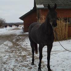 Dansk Varmblod Rosa Dream Girl