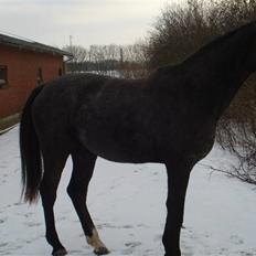 Dansk Varmblod Rosa Dream Girl