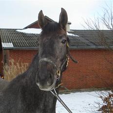 Dansk Varmblod Rosa Dream Girl